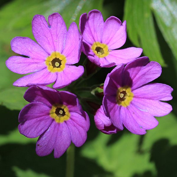 File:Primula jesoana var. jesoana (flowers).JPG