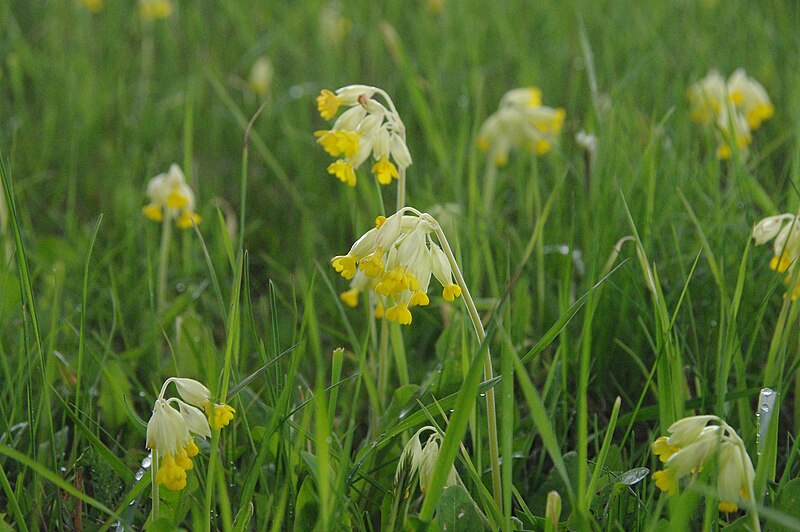 File:Primula veris (Common cowslip).jpeg