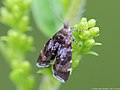 Prochoreutis sehestediana (Fabricius, 1777)