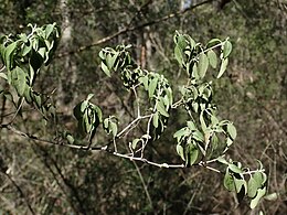 Prostanthera cineolifera Broke.jpg