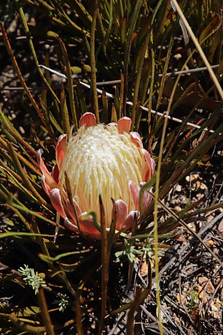 <i>Protea scorzonerifolia</i> Species of plant classed vulnerable