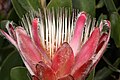 Protea venusta (merah sugarbush) dari musim hujan Karoo (5329544908).jpg