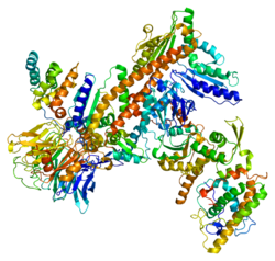 Actin-like protein 2 (Arp2)