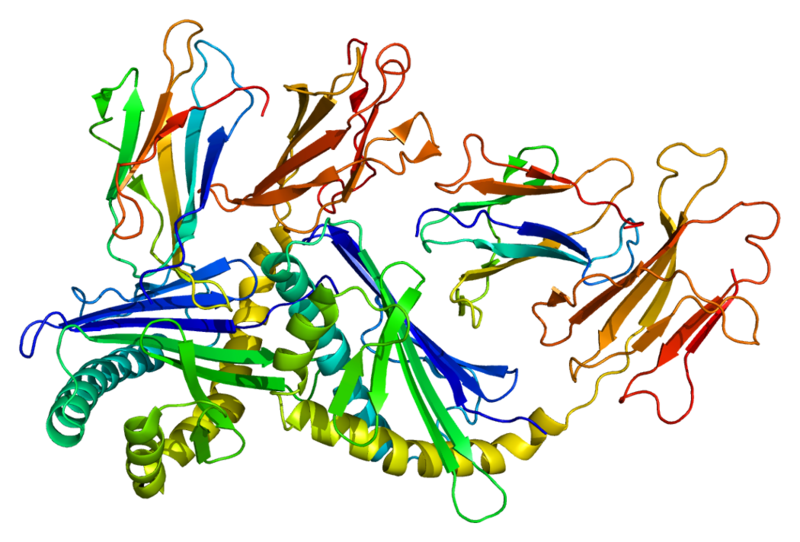 File:Protein CD1D PDB 1zt4.png