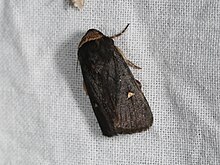 Proteuxoa testaceicollis (28803991678).jpg