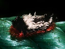 Tarchon felderi (Shag-karpet caterpillar).jpg