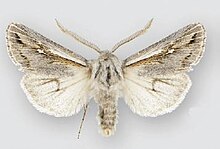 Protogygia whitesandsensis (muž) .JPG