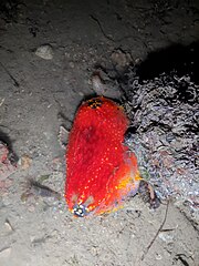 File:Pseudocolochirus violaceus 289540763.jpg (Category:Pseudocolochirus violaceus)