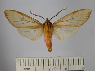 <i>Pseudohemihyalea anapheoides</i> Species of moth