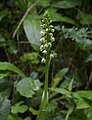 * Nomination: Small white orchid (Pseudorchis albida) --Robert Flogaus-Faust 17:45, 11 February 2024 (UTC) * * Review needed