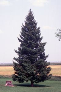 Pseudotsuga menziesii glauca tree.jpg