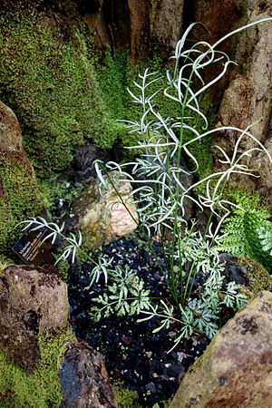 Pteris ensiformis 'Victoriae' - Morris Arboretum - DSC00170.JPG