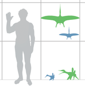 Size of the sub-adult holotype (blue) and adult (green) specimens in both flying and standing postures, compared with a human Pterodactylus scale mmartyniuk wiki.png