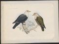 Ptilinopus spanzani - 1868 - Print - Iconographia Zoologica - Special Collections University of Amsterdam - UBA01 IZ15600089.tif