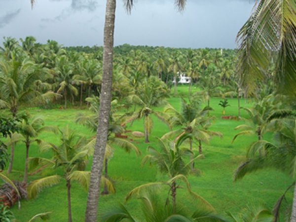 Fields near Punnakkulangara