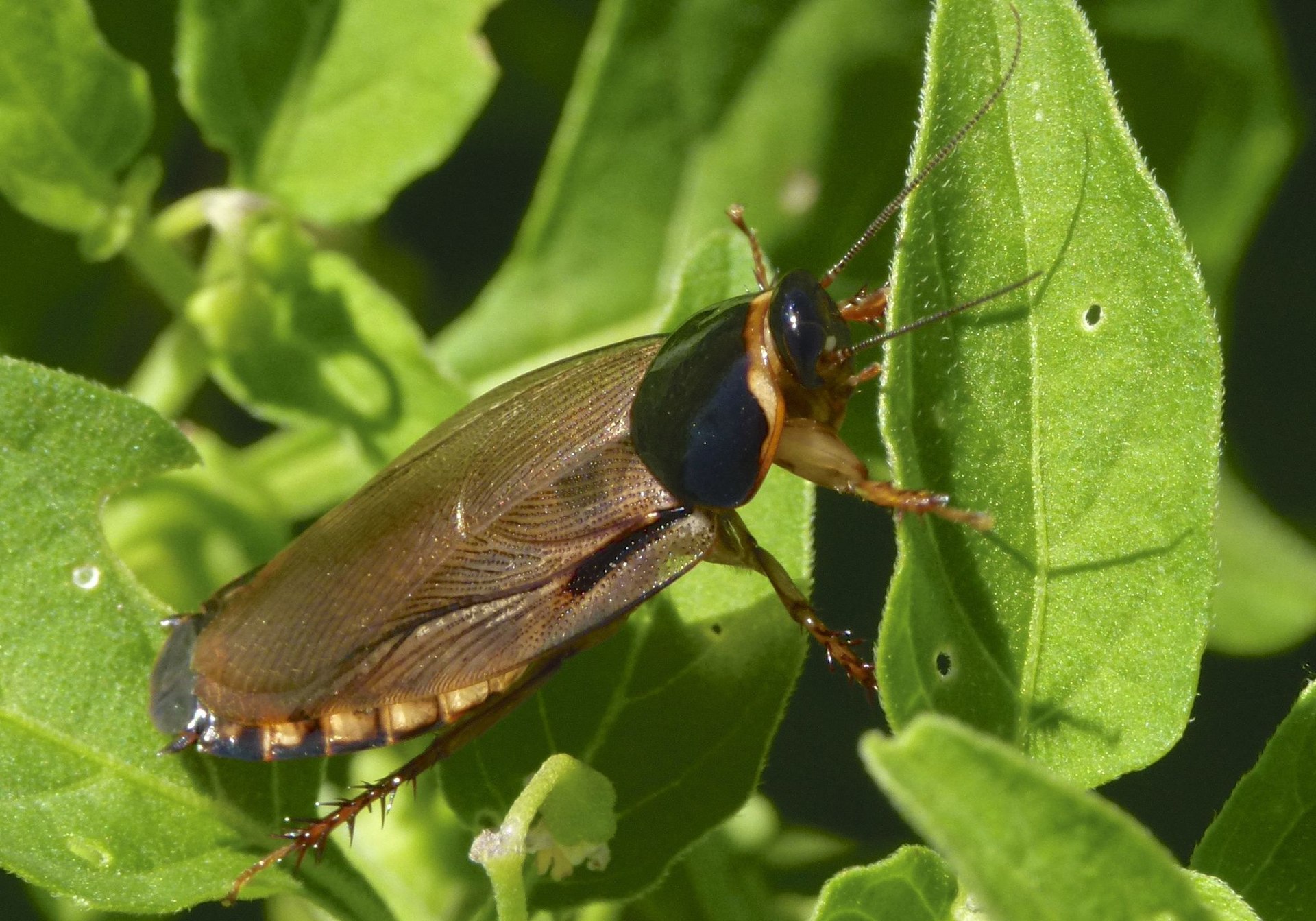 Pycnoscelus surinamensis11.jpg