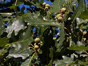 A kép leírása Quercus dalechampii.jpg.