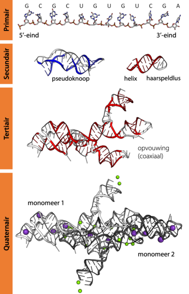 File:RNA structuur (alles).png
