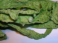 Ramalina fraxinea thallus with ascocarps Ramalina fraxinae ascocarp.JPG