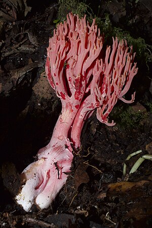 Ramaria araiospora var. araiospora (especie regional)