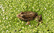 Grenouille de Pérez