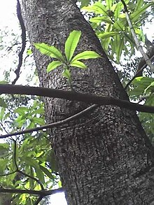 Rauvolfia caffra batang leaves.JPG