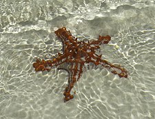 Red-Knobbed Starfish Nungwi (cropped).jpg