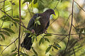 Red-billed Pigeon - Zamora Estate - Costa Rica MG 5686 (26423524740).jpg