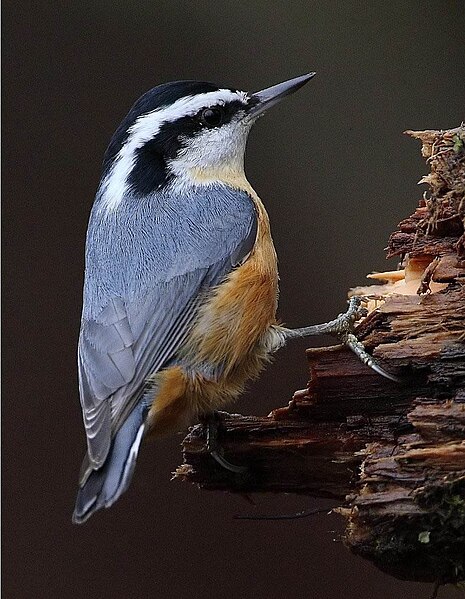 File:Red-breasted Nuthatch (Sitta canadensis)5.jpg