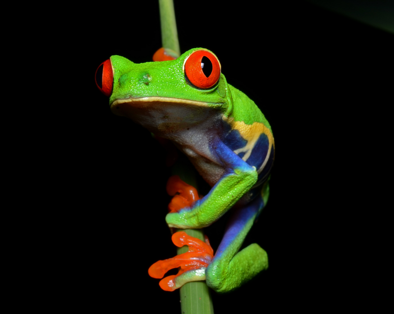 red eyed tree frog eating crickets