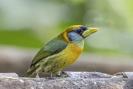 Red-headed barbet (Eubucco bourcierii occidentalis) female Las Tangaras