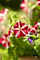 Petunia (Petunia × hybrida).