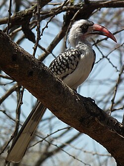 Red billed hornbill Tockus erythrorhynchus in Tanzania 2990 cropped Nevit.jpg