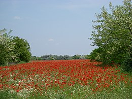 Ásotthalom – Veduta