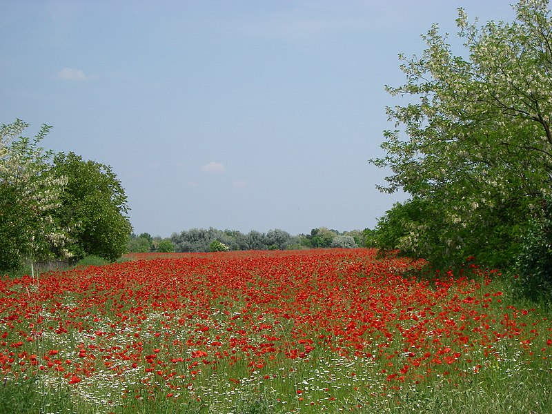 File:Red poppy - panoramio.jpg