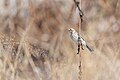 * Nomination Reed Bunting (Emberiza schoeniclus). By User:Mildeep --Nirmal Dulal 10:31, 13 February 2024 (UTC) * Promotion  Support Good quality. --Poco a poco 11:15, 13 February 2024 (UTC)