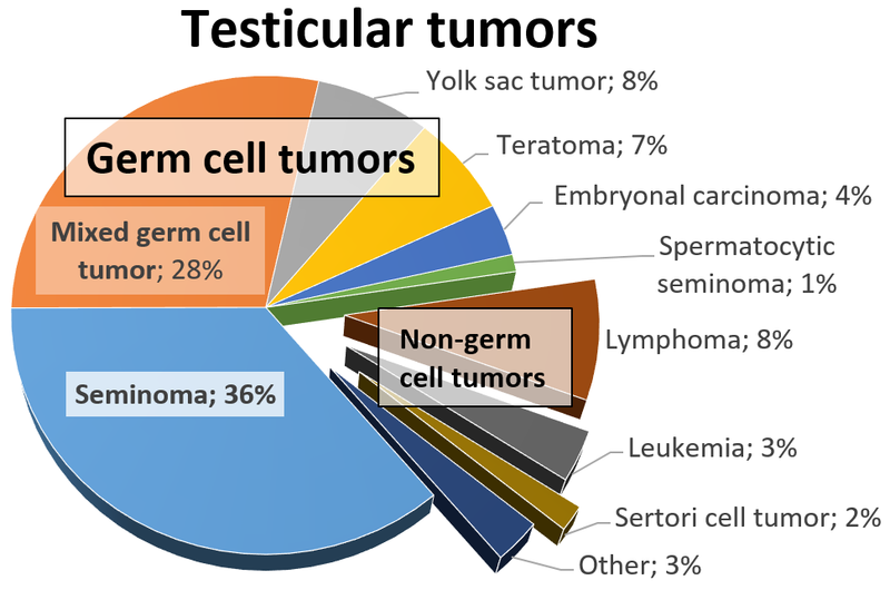 File:Relative incidences of testicular tumors.png