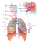 호흡계의 섬네일