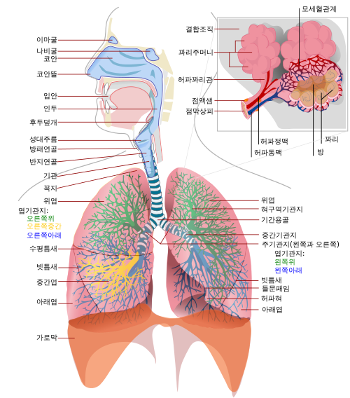 Respiratory system complete ko.svg