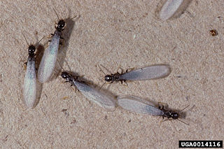 <i>Reticulitermes virginicus</i> Species of termite