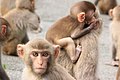 Rhesus macaque - Lion Hill.jpg