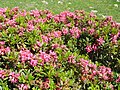 Rhododendron ferrugineum (Pyrenees)