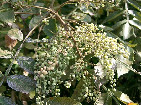 Rhus javanica var chinensis4.jpg