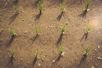 Close-up of rice paddy Rice Paddy Closeup.jpg