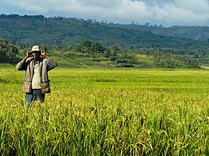 Bauer in einem Reisfeld in Burundi 1. Juli: Nationalfeiertag Burundis