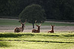 Miniatura pro Richmond Park