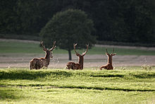 Red deer in Richmond Park. The park was created by Charles I in the 17th century as a deer park. Richmond Park - London - England - 02102005.jpg