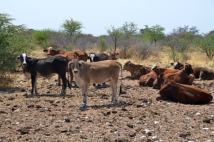Kreuzungen verschiedener Rinder-Rassen sind in Namibia sehr erfolgreich. Hier zwischen Brahmanen, Hereford, Simbra und Braunvieh