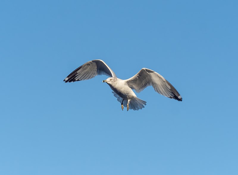 File:Ring-billed gull in flight (03847).jpg