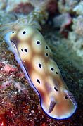 Hypselodoris tryoni（英語：Hypselodoris tryoni）